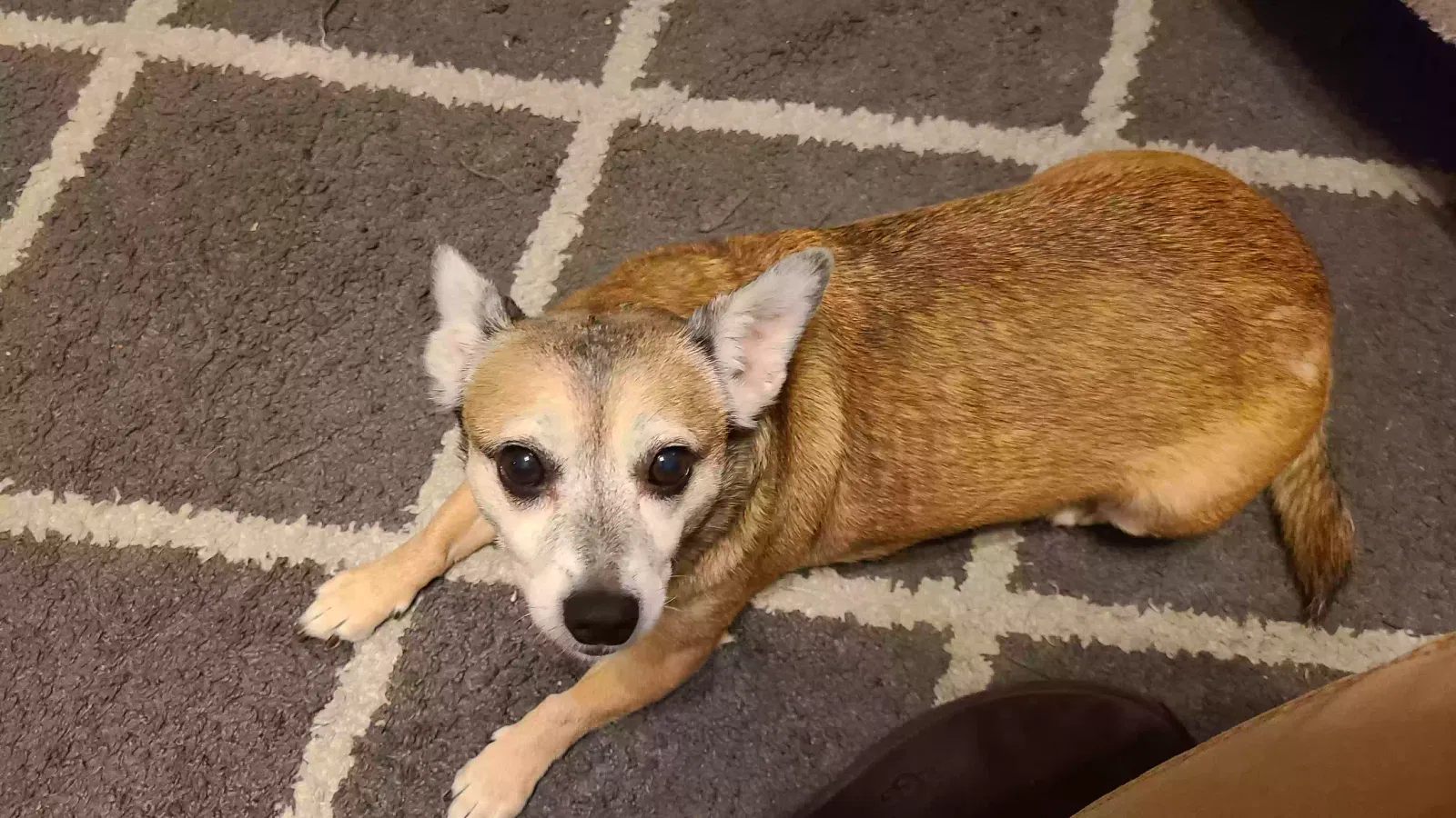 Lost dog in Stockton, CA, 95212