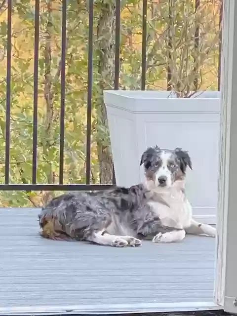 Lost dog in Shreveport, LA, 71109