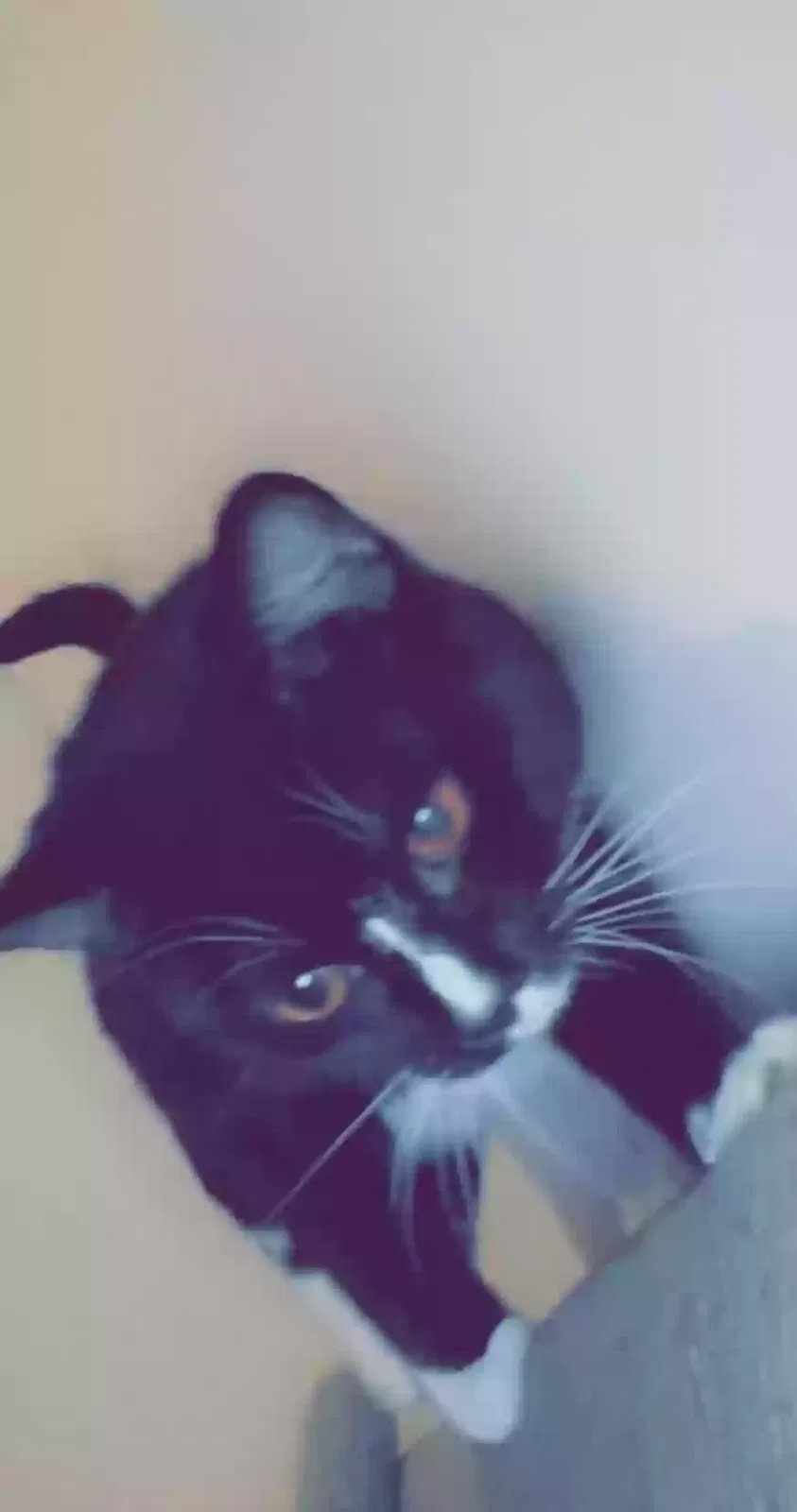 Lost cat in Charlotte, NC, 28216