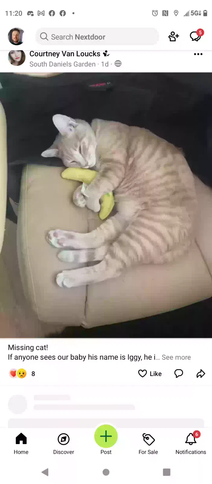 Lost cat in Golden, CO, 80401