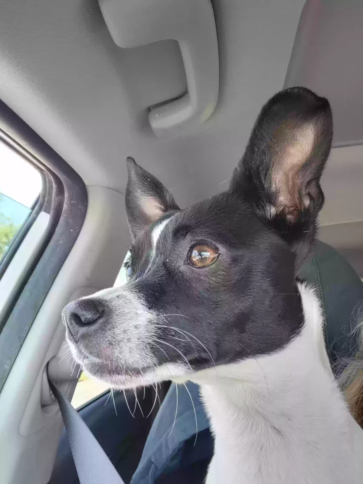 Found dog in Gaffney, SC, 29341