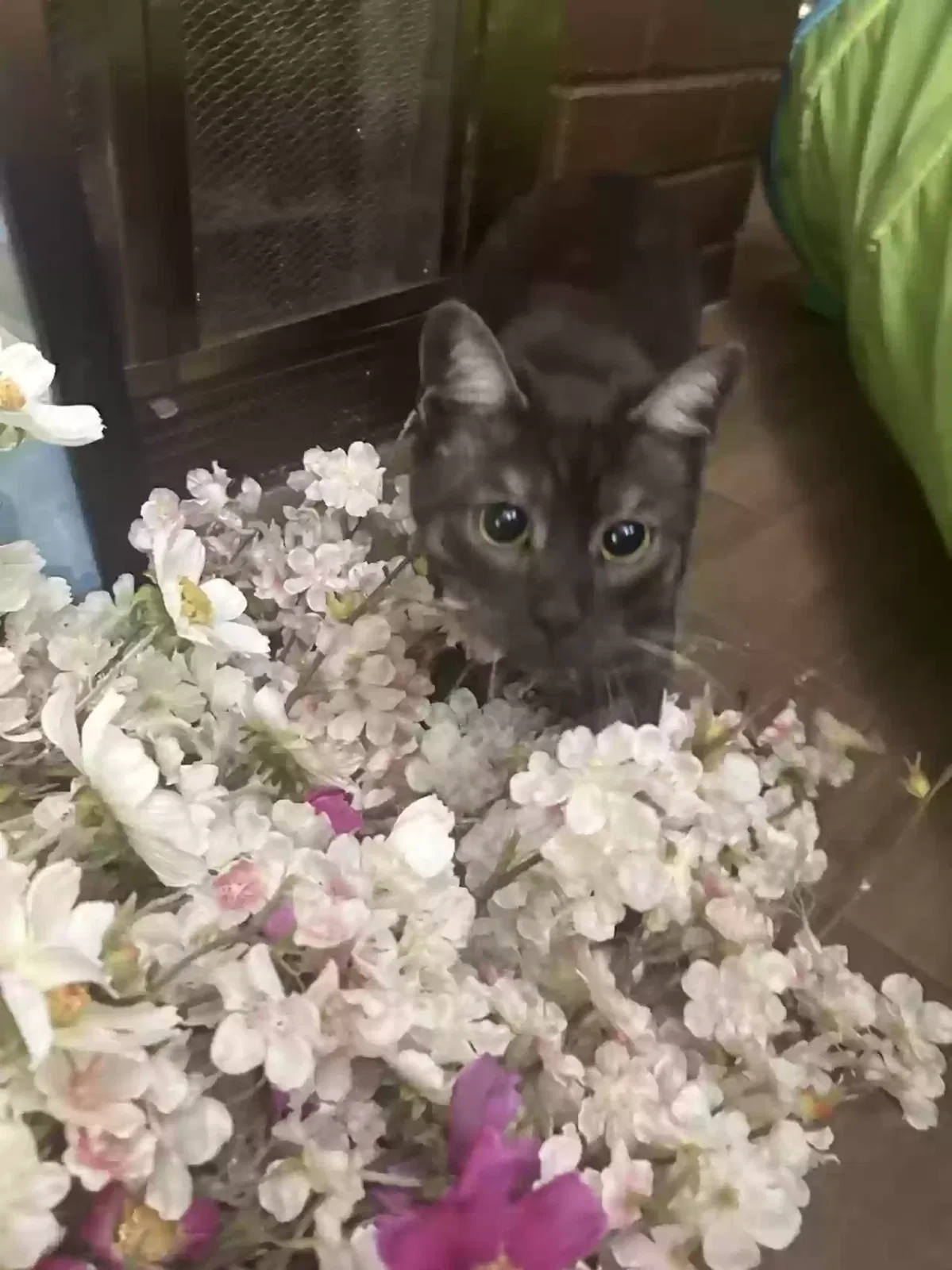 Lost cat in Sugar Land, TX, 77478