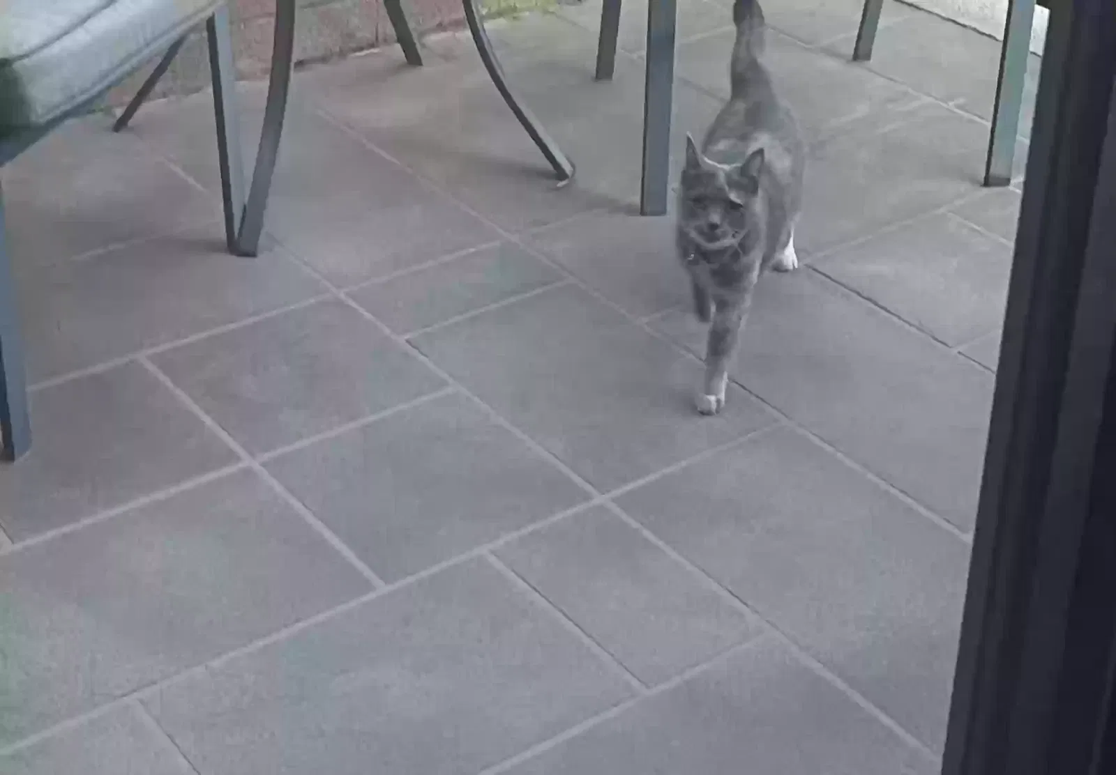 Lost cat in Phoenix, AZ, 85024