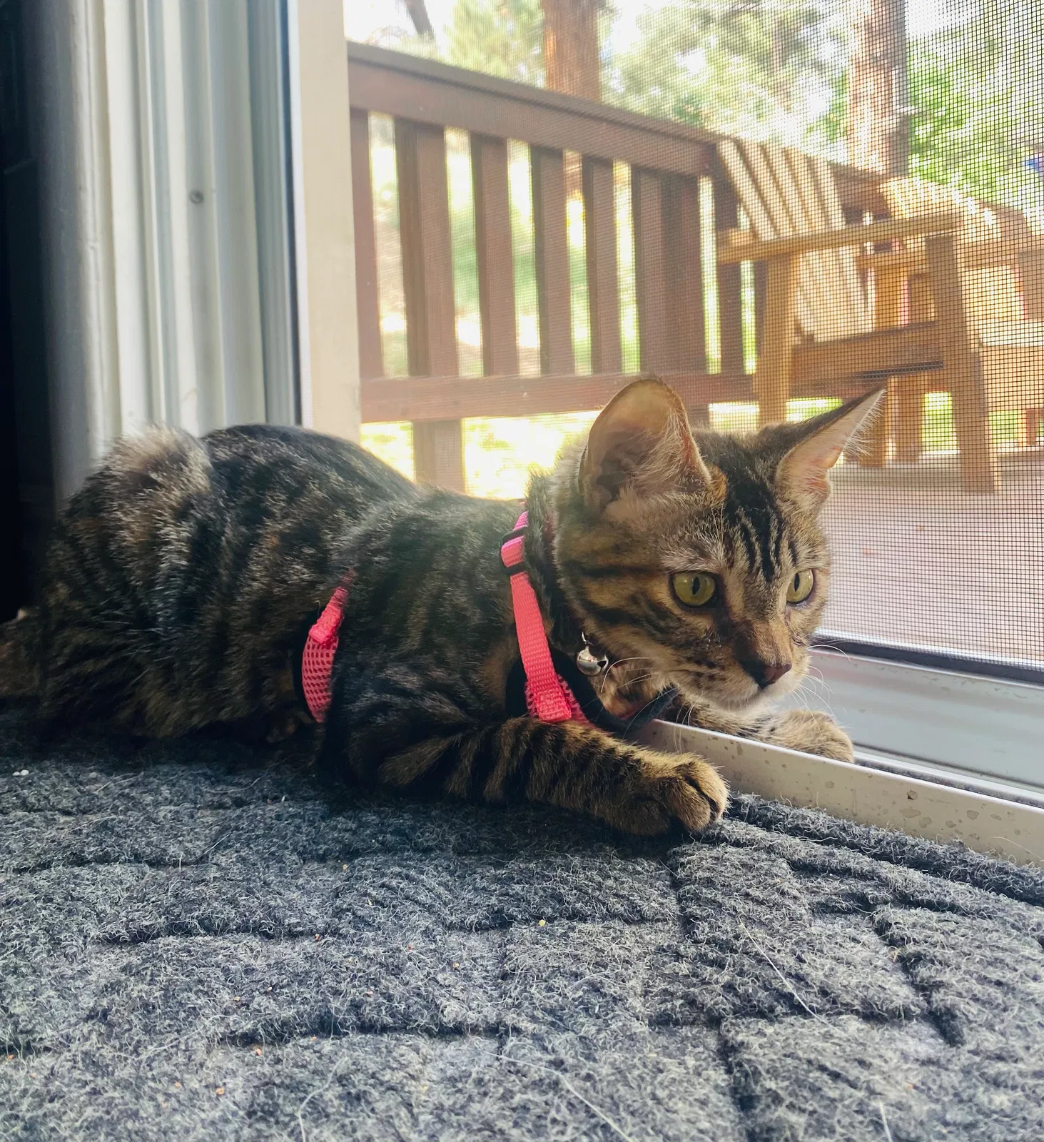 Lost cat in Corona, CA, 92882