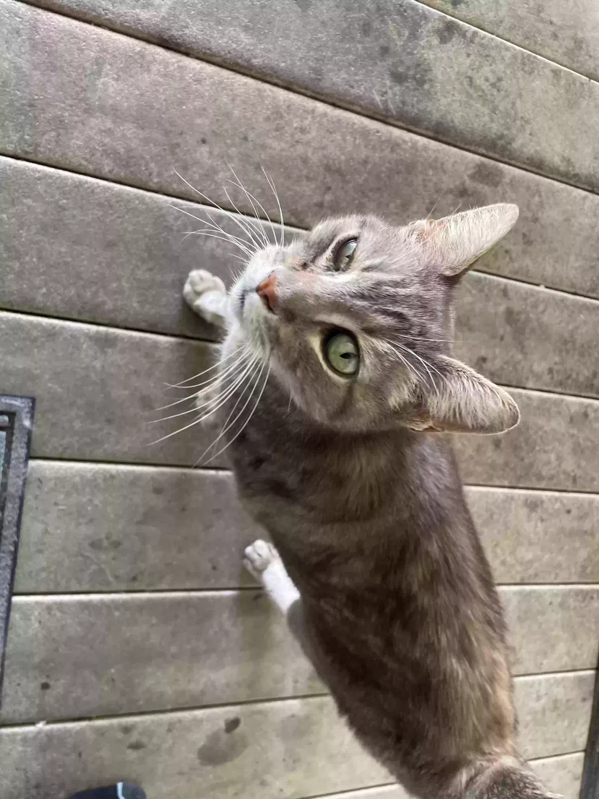 Found cat in Salem, OR, 97305