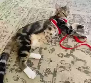 Lost cat in Corona, CA, 92882