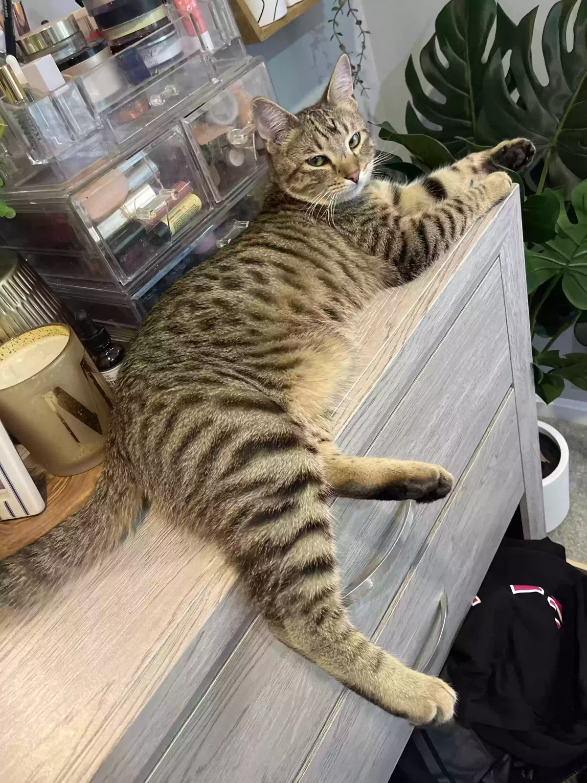 Lost cat in Bowie, MD, 20720