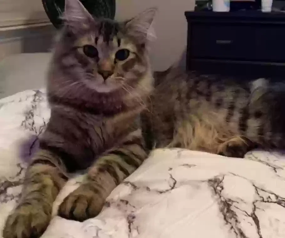 Lost cat in Oklahoma City, OK, 73116