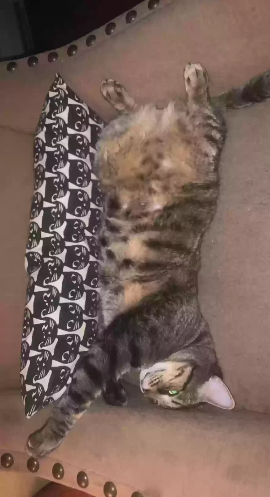 Lost cat in North Richland Hills, TX, 76180
