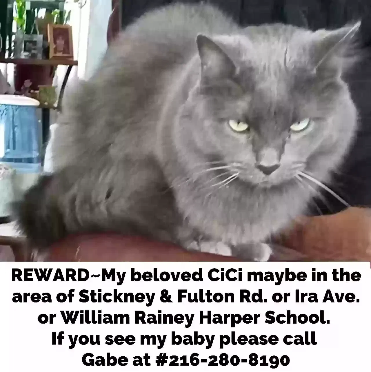 Lost cat in Cleveland, OH, 44144