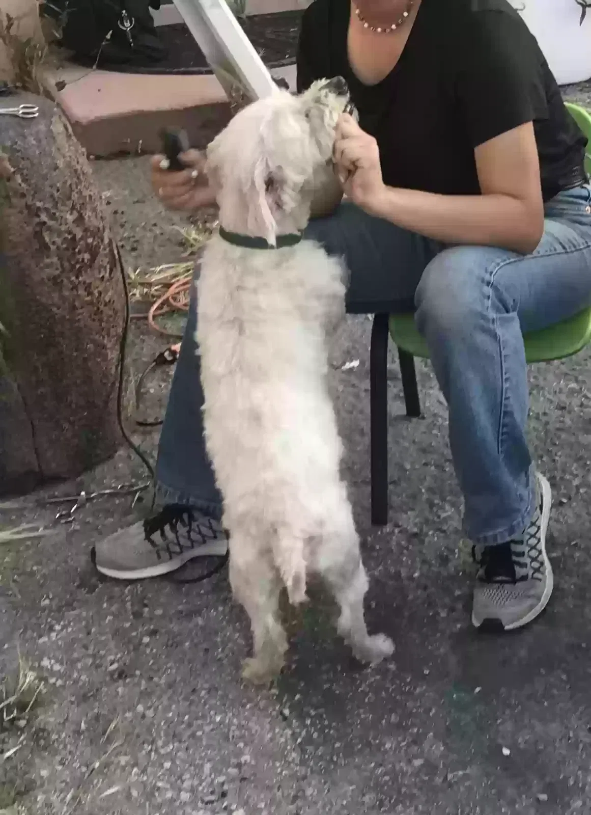 Lost dog in Colton, CA, 92324