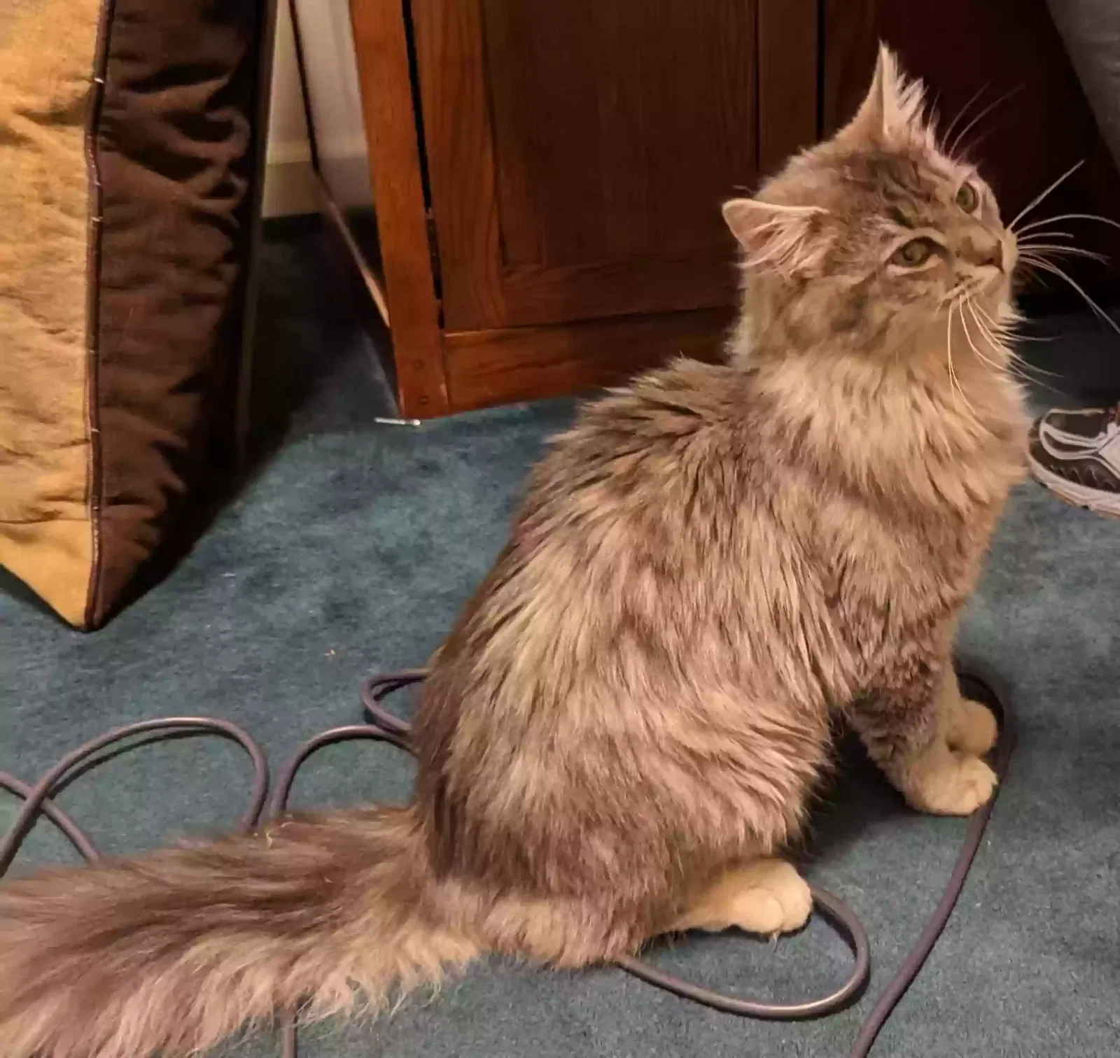 Found cat in Tobaccoville, NC, 27050