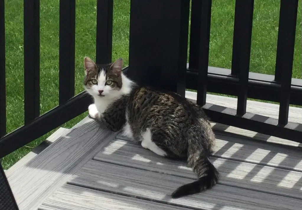 Lost cat in Monsey, NY, 10952