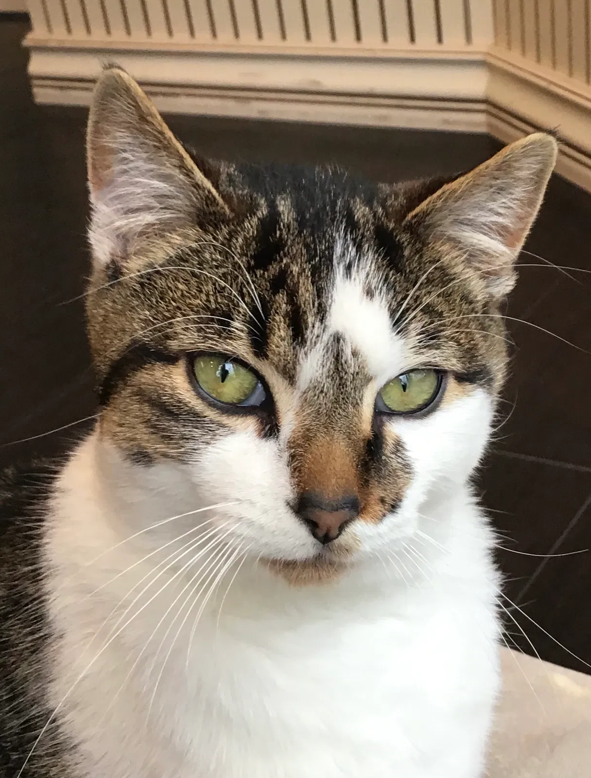 Lost cat in Monsey, NY, 10952