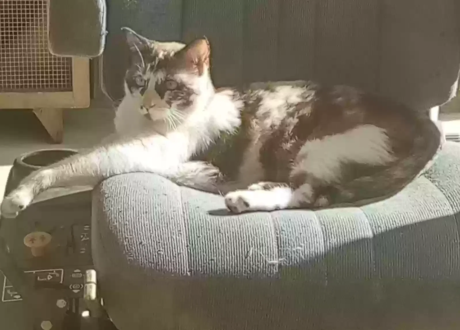 Lost cat in Denham Springs, LA, 70706