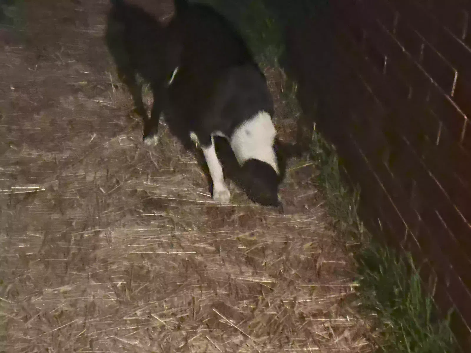 Lost dog in Mounds, OK, 74047