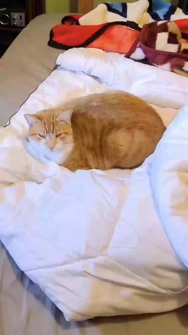 Lost cat in Portland, OR, 97210