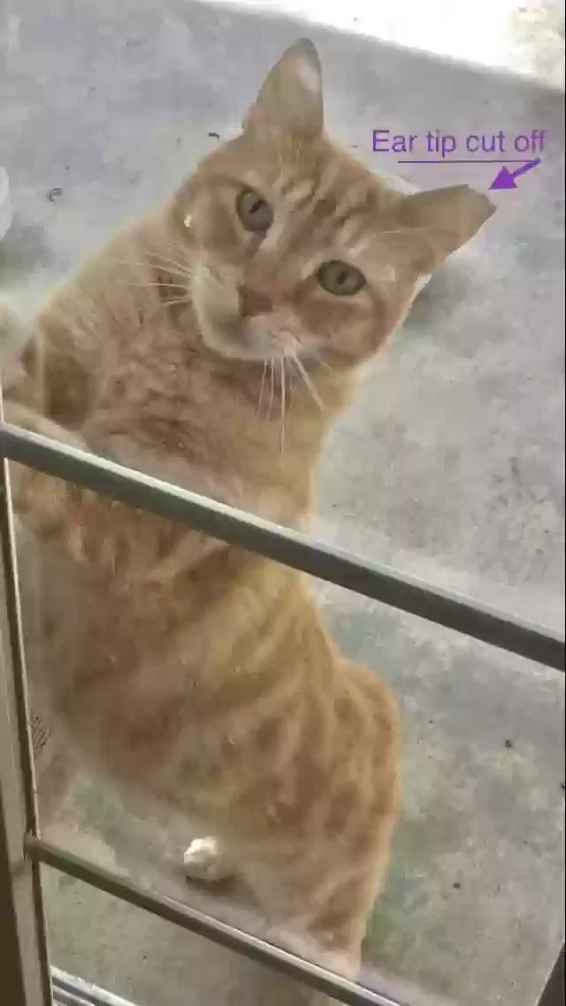 Lost cat in Sacramento, CA, 95827