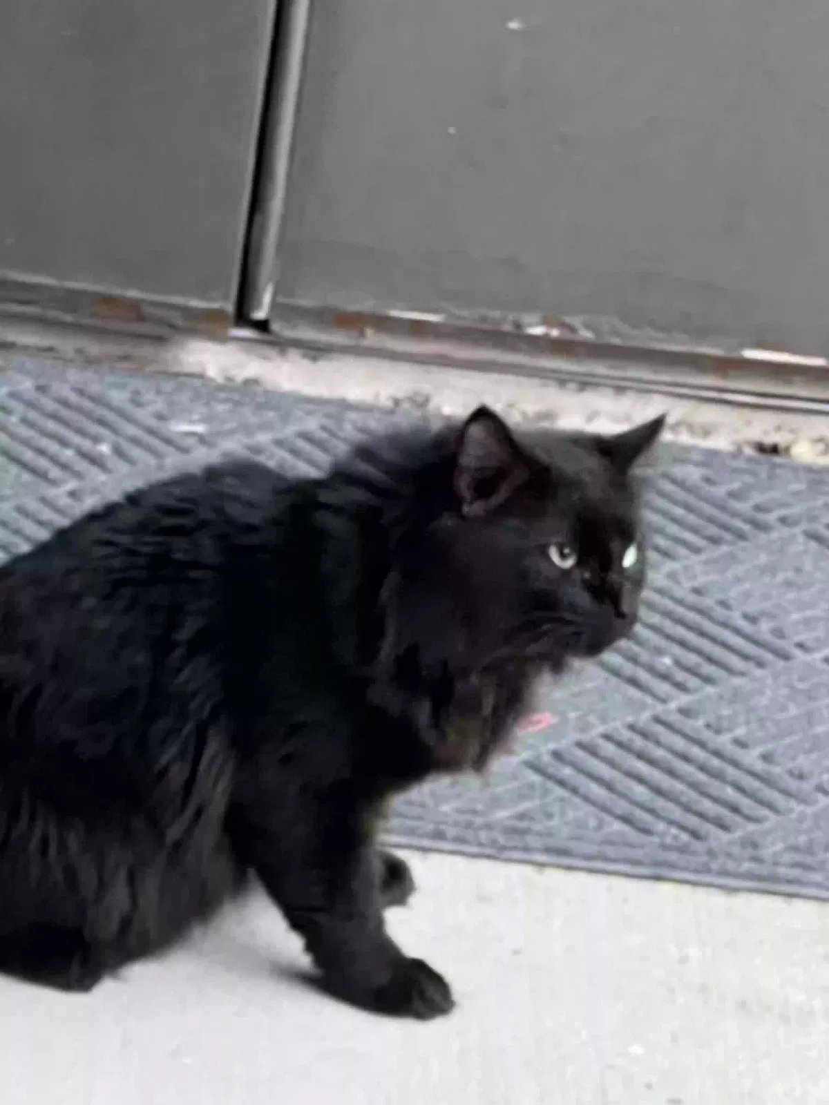 Lost cat in New Braunfels, TX, 78130