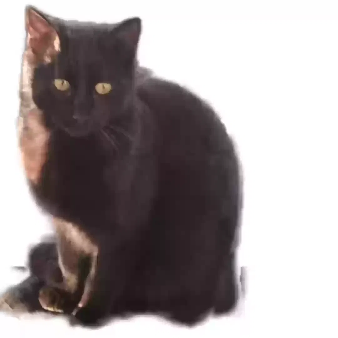 Lost cat in Grand Prairie, TX, 75052