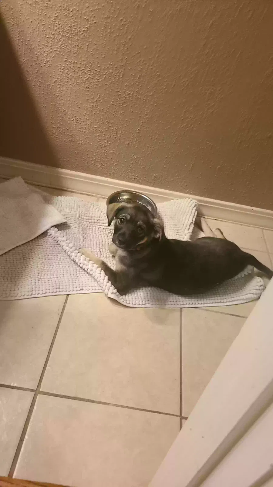Found dog in Houston, TX, 77055