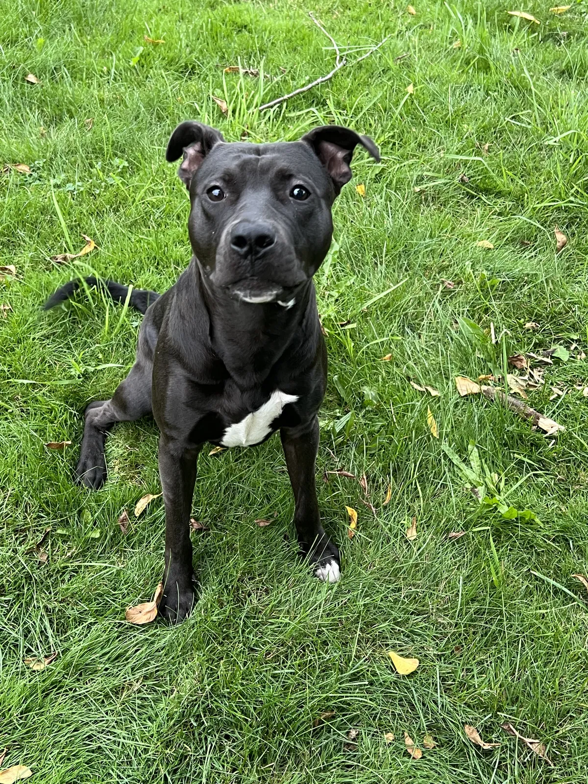 Lost dog in Lansing, MI, 48910