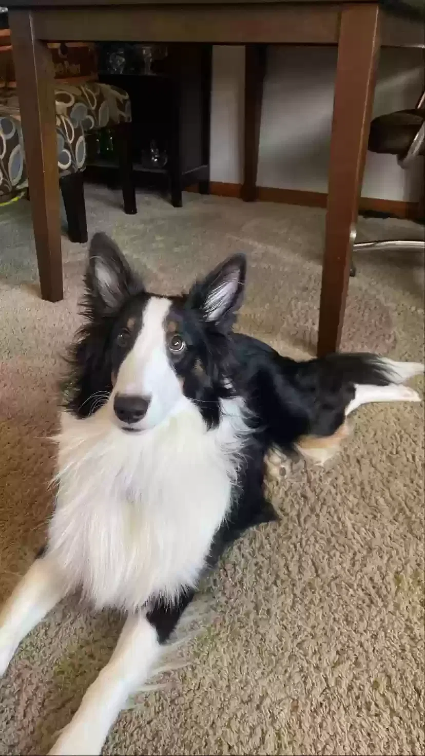 Lost dog in Hilbert, WI, 54129