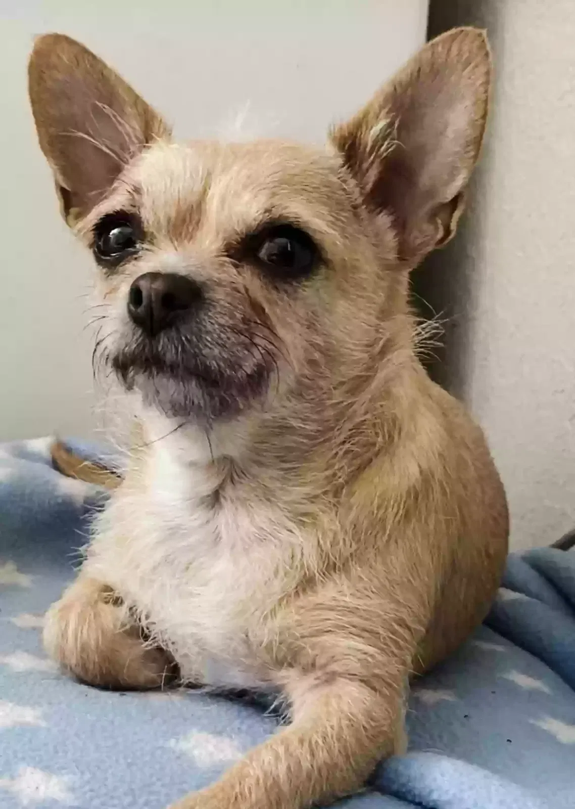 Lost dog in Waco, TX, 76705