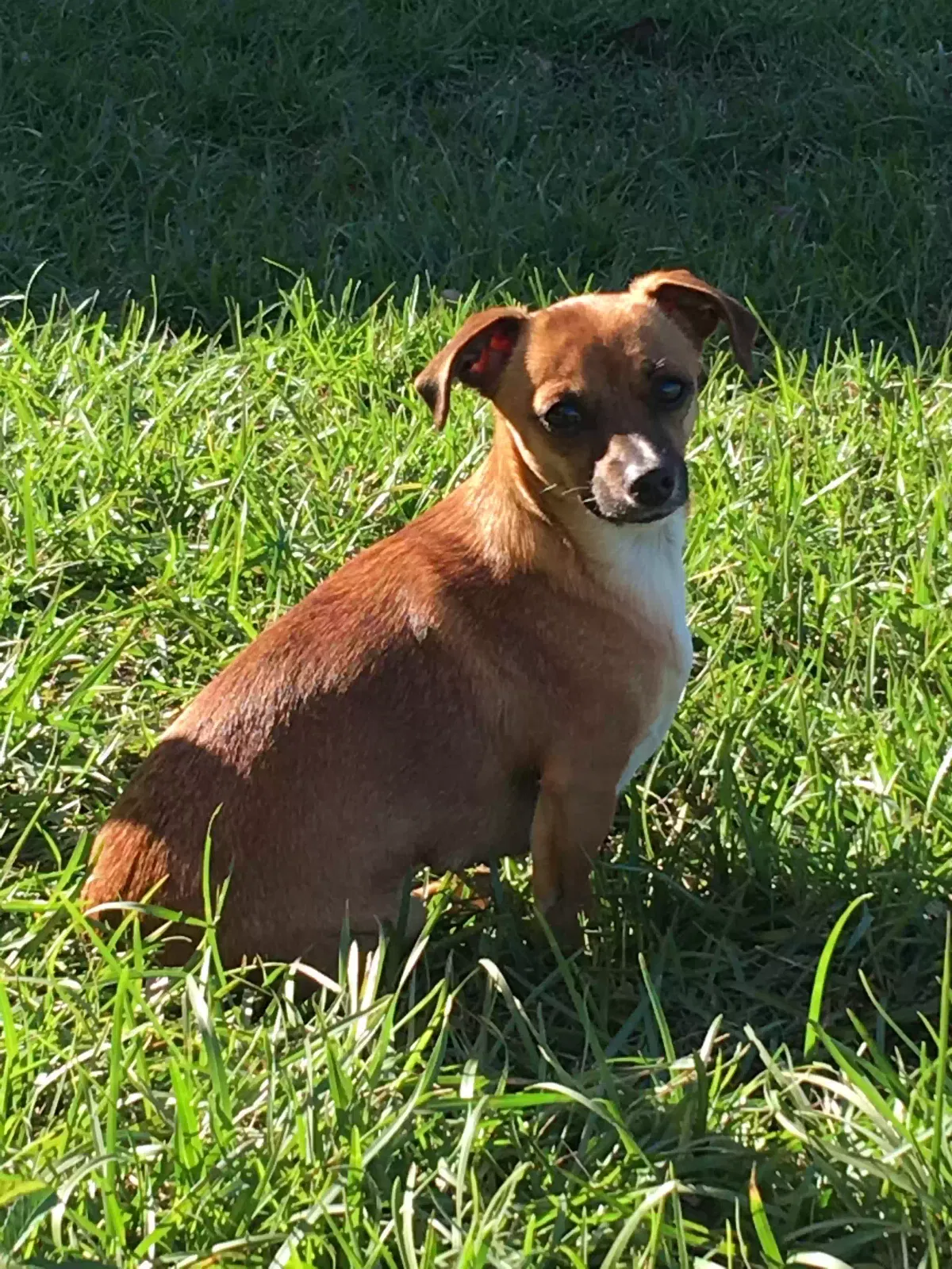 Lost dog in Rochester, MI, 48307