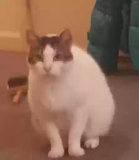 Lost cat in Fayetteville, NC, 28304
