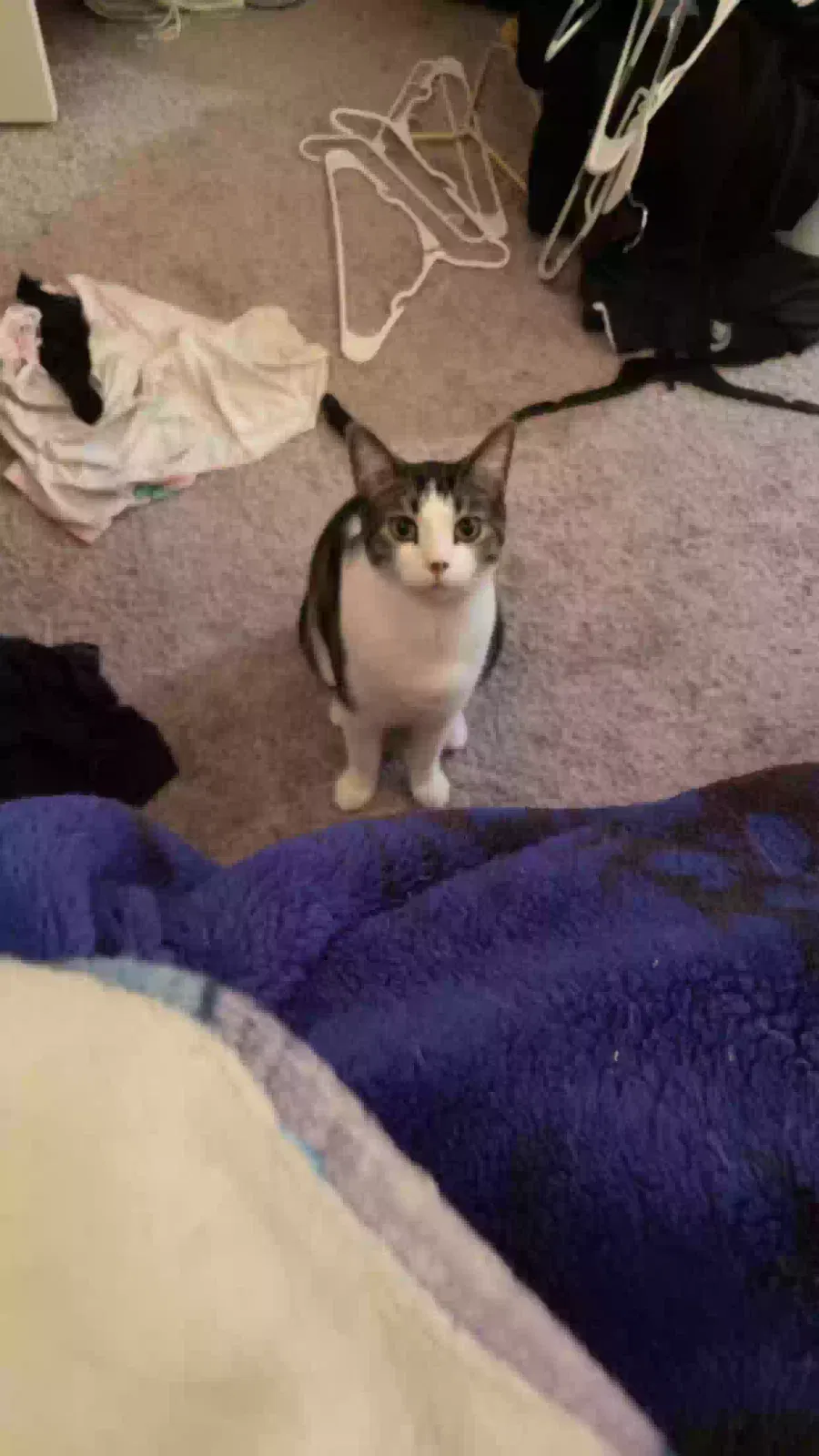 Lost cat in Belleville, MI, 48111