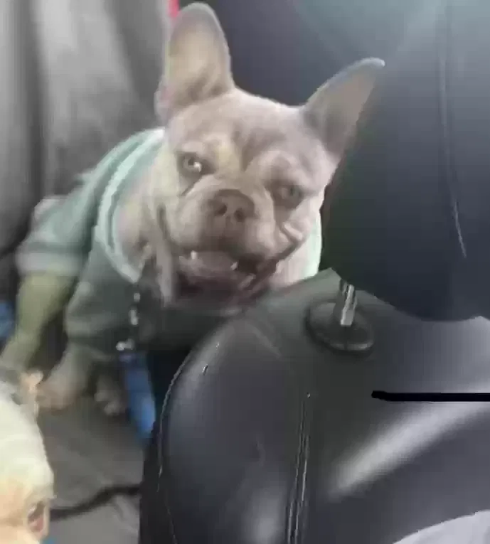 Lost dog in Chicago, IL, 60629