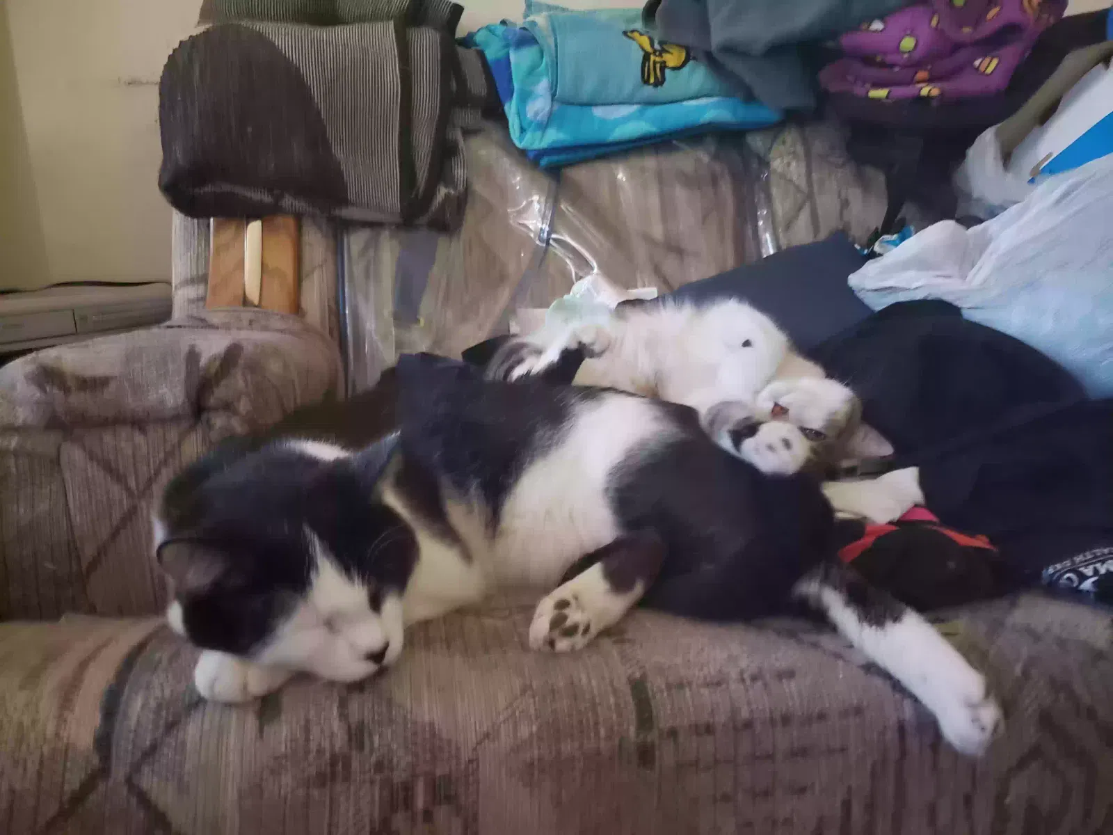 Lost cat in Tucson, AZ, 85706