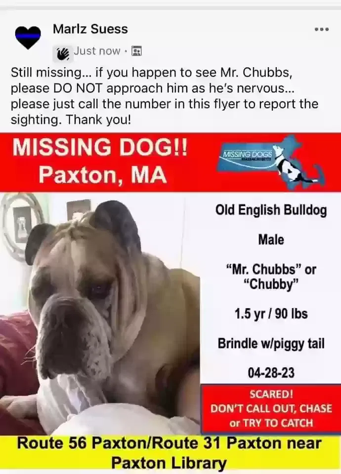 Lost dog in Rutland, MA, 1543