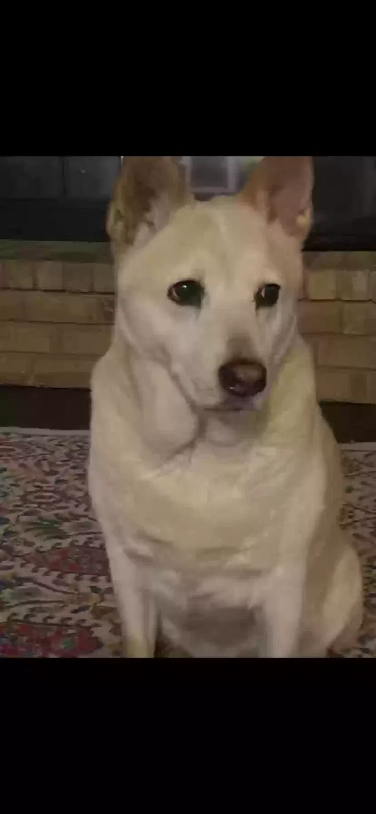 Lost dog in Athens, TX, 75751