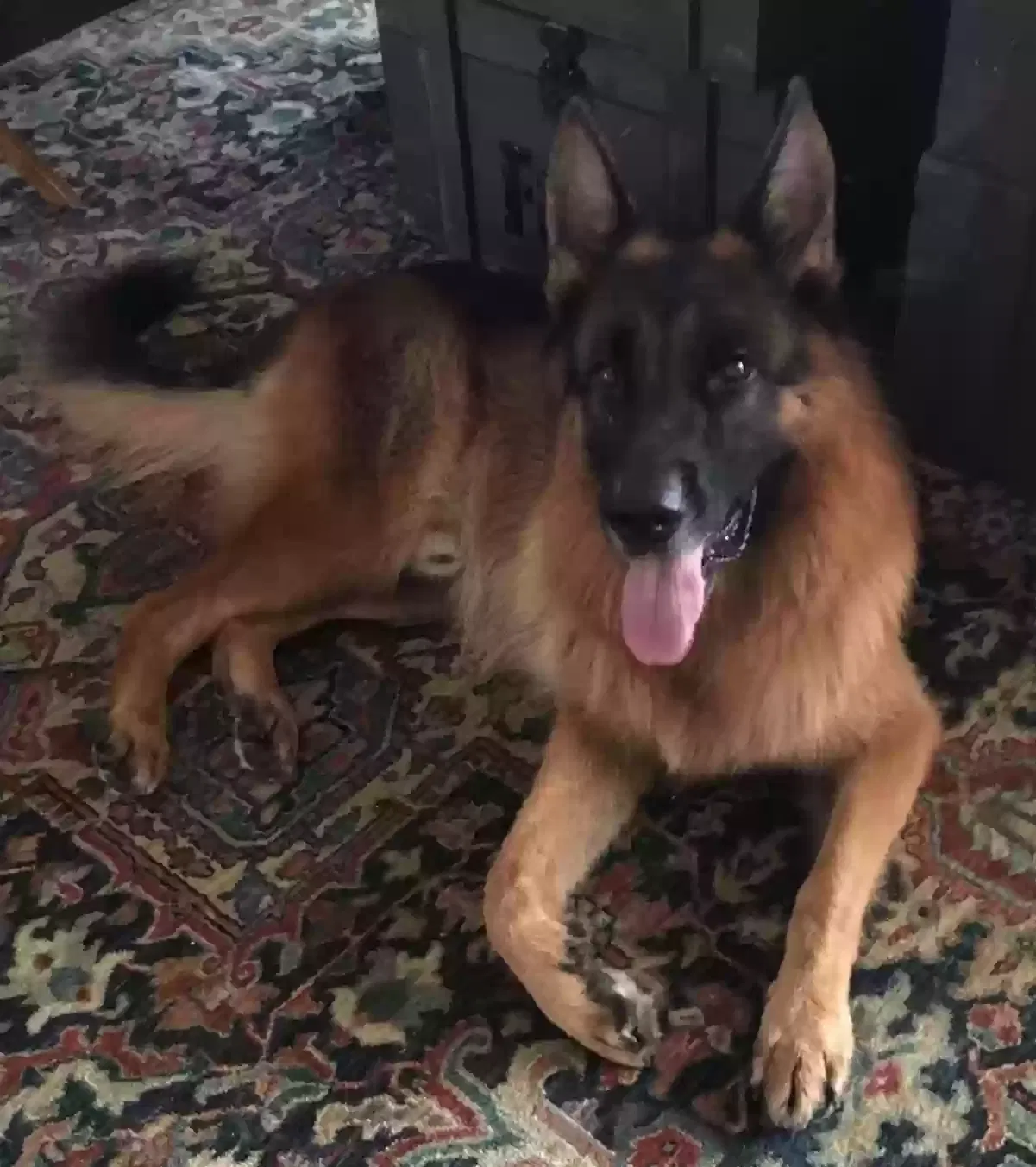 Lost dog in Fayetteville, NC, 28306