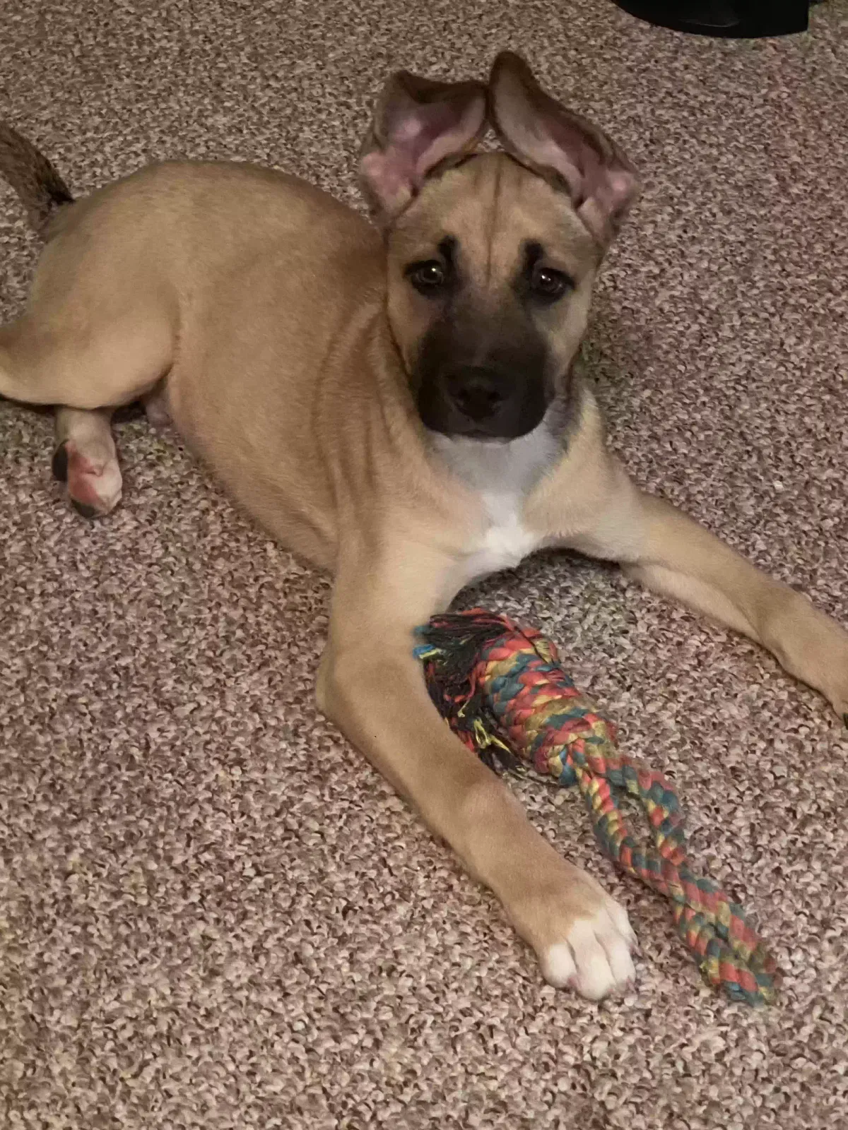 Lost dog in Norfolk, VA, 23505