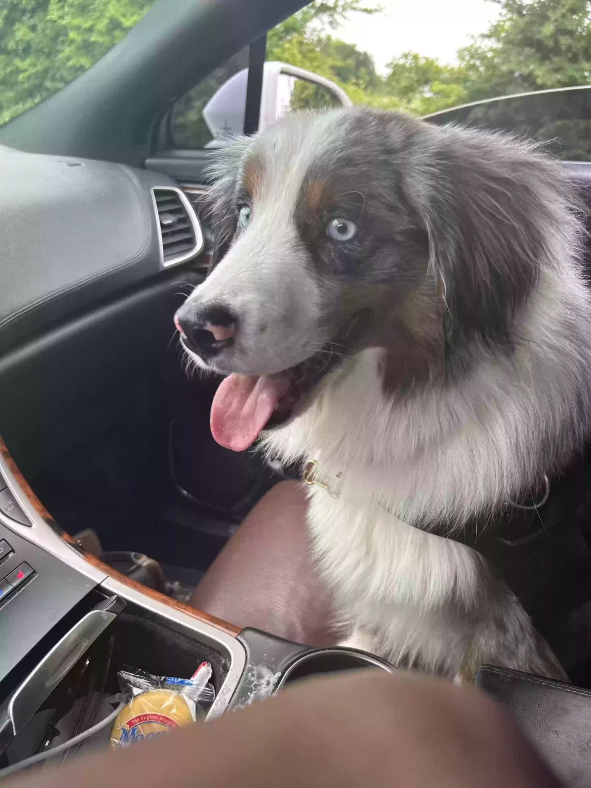 Found dog in Glen Rose, TX, 76043