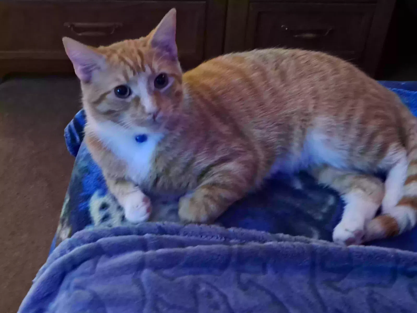 Lost cat in Pigeon Forge, TN, 37863