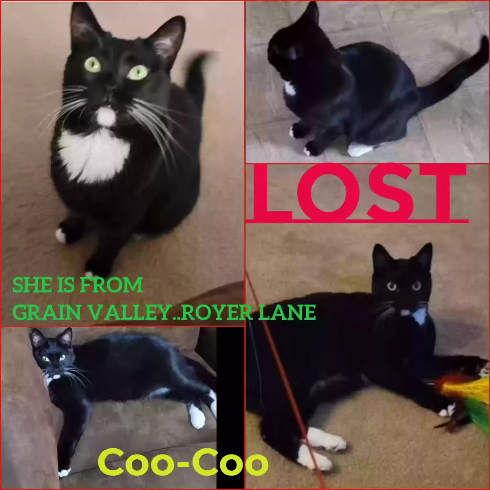 Lost cat in Grain Valley, MO, 64029