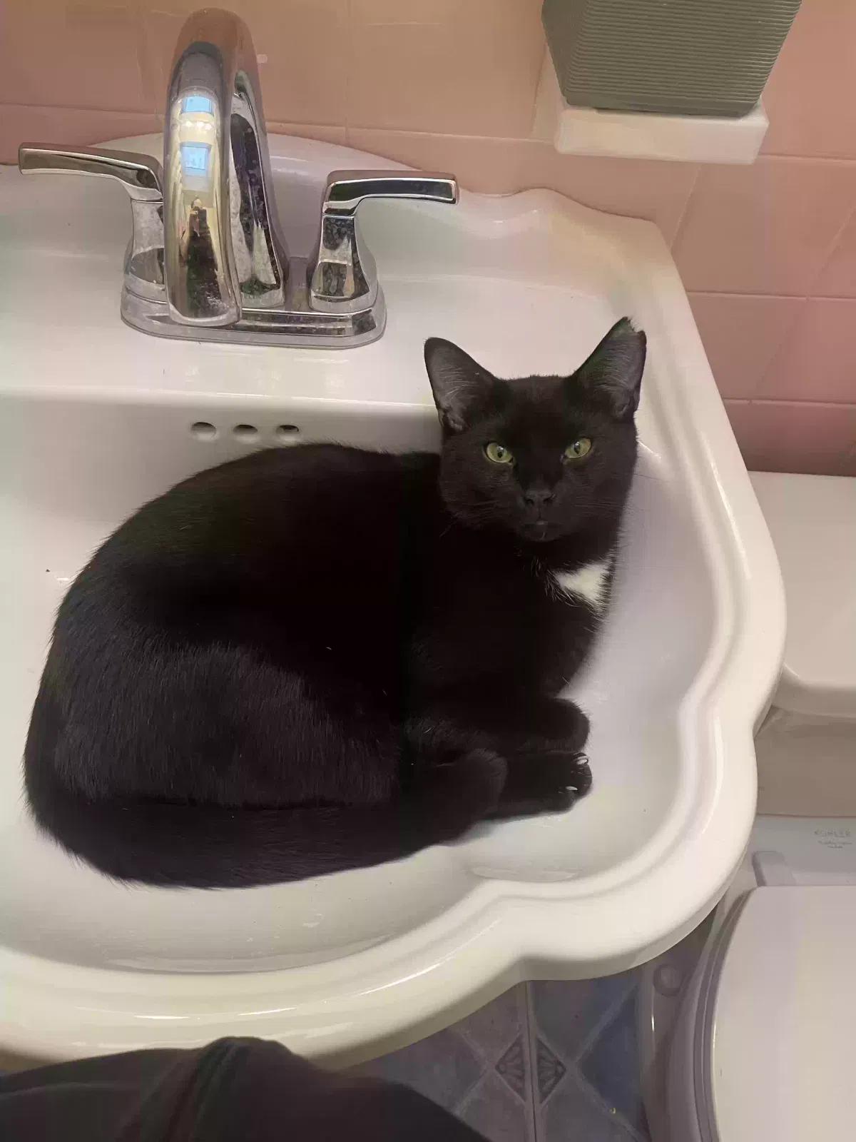 Lost cat in Philadelphia, PA, 19149