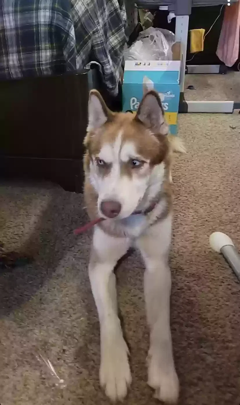 Found dog in Eastpointe, MI, 48021