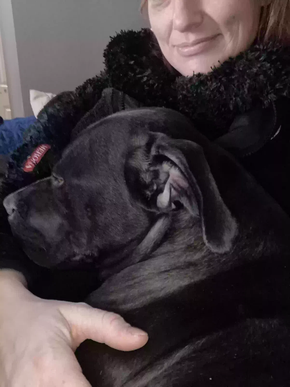 Lost dog in Sioux Falls, SD, 57104