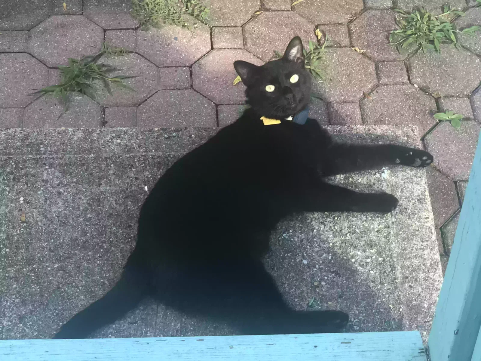 Lost cat in Rutherford, NJ, 7070