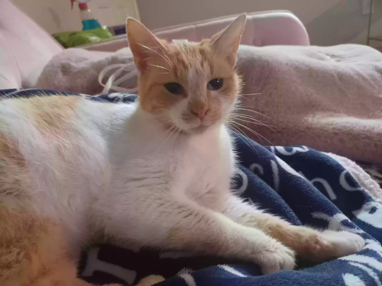 Lost cat in Corpus Christi, TX, 78415