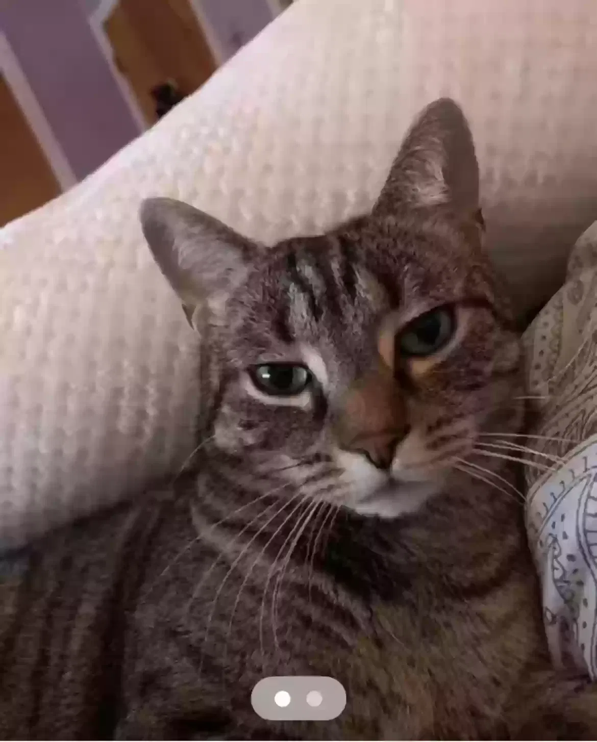 Lost cat in Batavia, OH, 45103