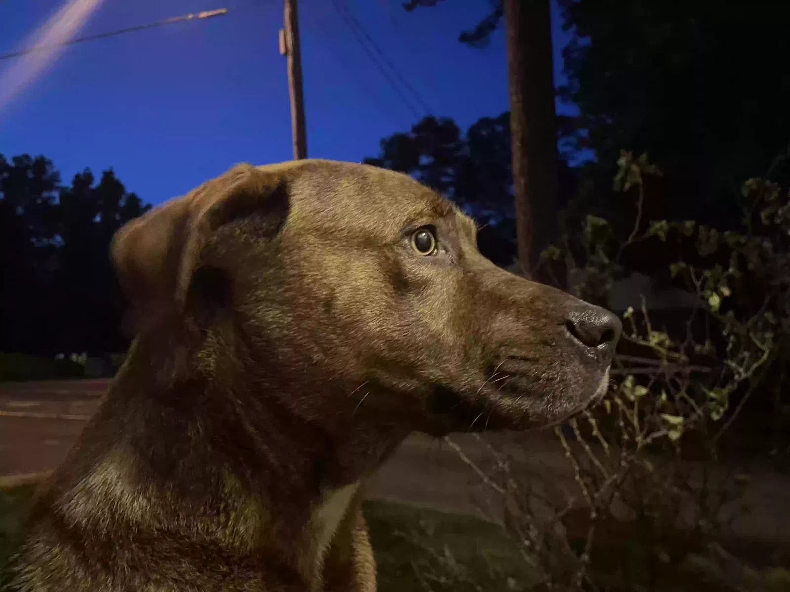 Found dog in Sparta, GA, 31087
