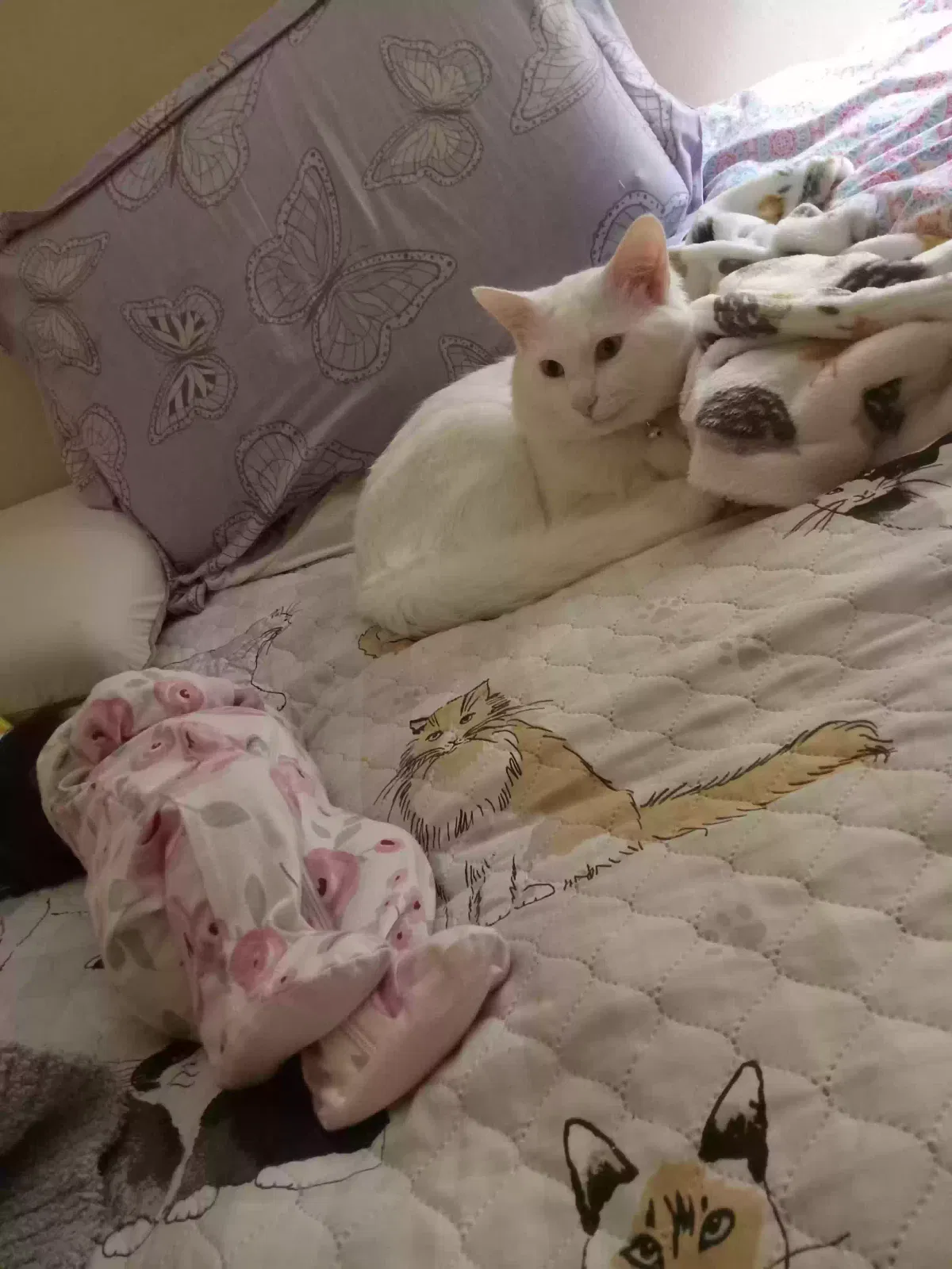 Lost cat in Murfreesboro, TN, 37130