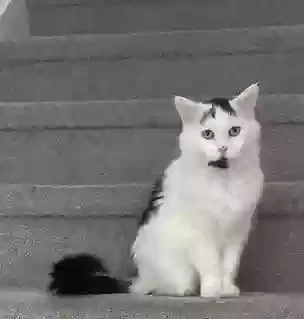 Lost cat in Lafayette, CO, 80026