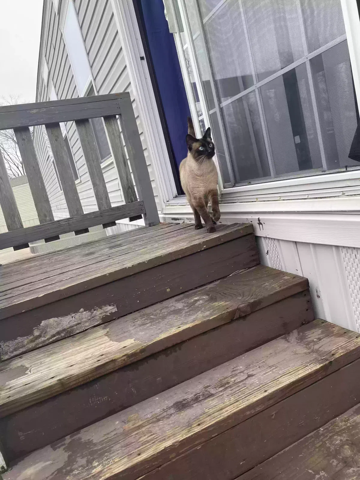 Lost cat in Houston, TX, 77038